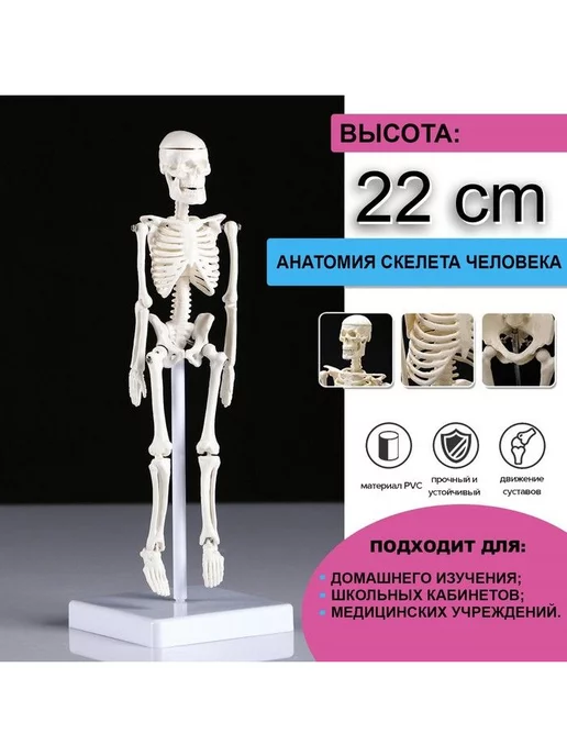 Развивающие игрушки для детей Макет "Скелет человека" наглядный материал по анатомии 22 см, вариант, фото 2