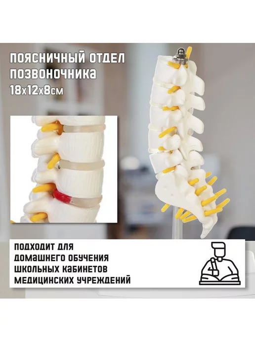 Развивающие игрушки для детей Макет "Поясничный отдел позвоночника", наглядный материал, вариант, фото 2