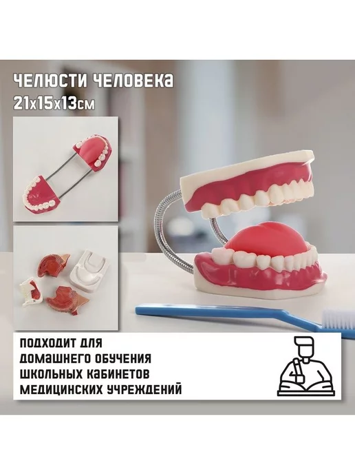 Развивающие игрушки для детей Макет "Челюсти человека", наглядный материал, 21х15х13 см, 15x13 см, фото 2