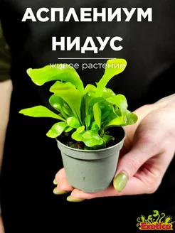 Папоротник Асплениум Нидус (Asplenium Nidus) D6см Exotica 221259884 купить за 710 ₽ в интернет-магазине Wildberries