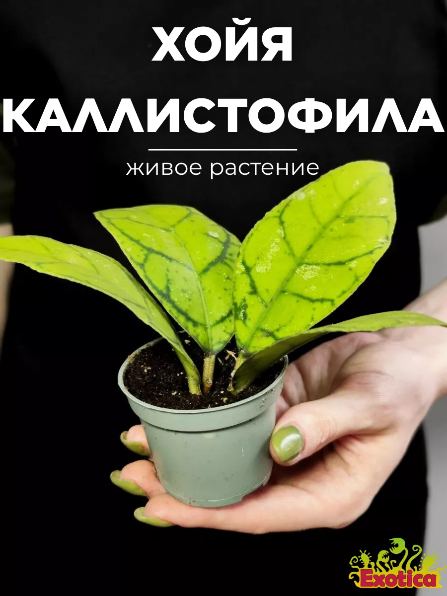 Хойя Каллистофила (Hoya Callistophylla) D6см Exotica 221279889 купить за 1  583 ₽ в интернет-магазине Wildberries