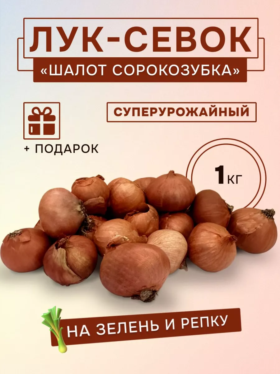 Лук севок на посадку...