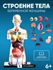 Набор для опытов по анатомии «Строение тела Эврики 528826755 купить за 1 692 ₽ в интернет‑магазине Wildberries