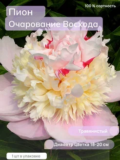 Пионы Саженцы Цветов Очарование Восхода Сад-Экспресс24 221594922 купить за 294 ₽ в интернет-магазине Wildberries