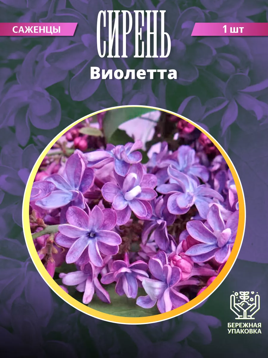 Сирень Виолетта