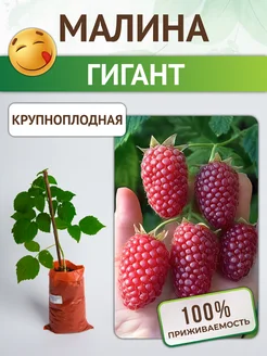Саженцы малины крупной Питомник растений Русь 221711054 купить за 385 ₽ в интернет‑магазине Wildberries