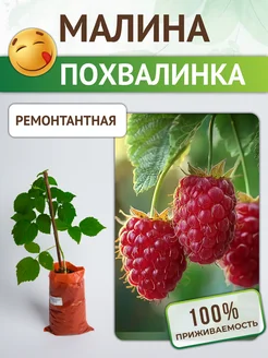 Саженцы Малины ремонтантной Похвалинка Питомник растений Русь 221711057 купить за 390 ₽ в интернет‑магазине Wildberries