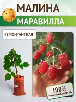 Малина ремонтантная саженцы Питомник растений Русь 221711062 купить за 383 ₽ в интернет‑магазине Wildberries