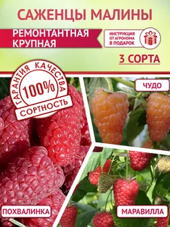 Саженцы малины ремонтантной крупной, 3 шт Питомник растений Русь 221711066 купить за 1 140 ₽ в интернет‑магазине Wildberries