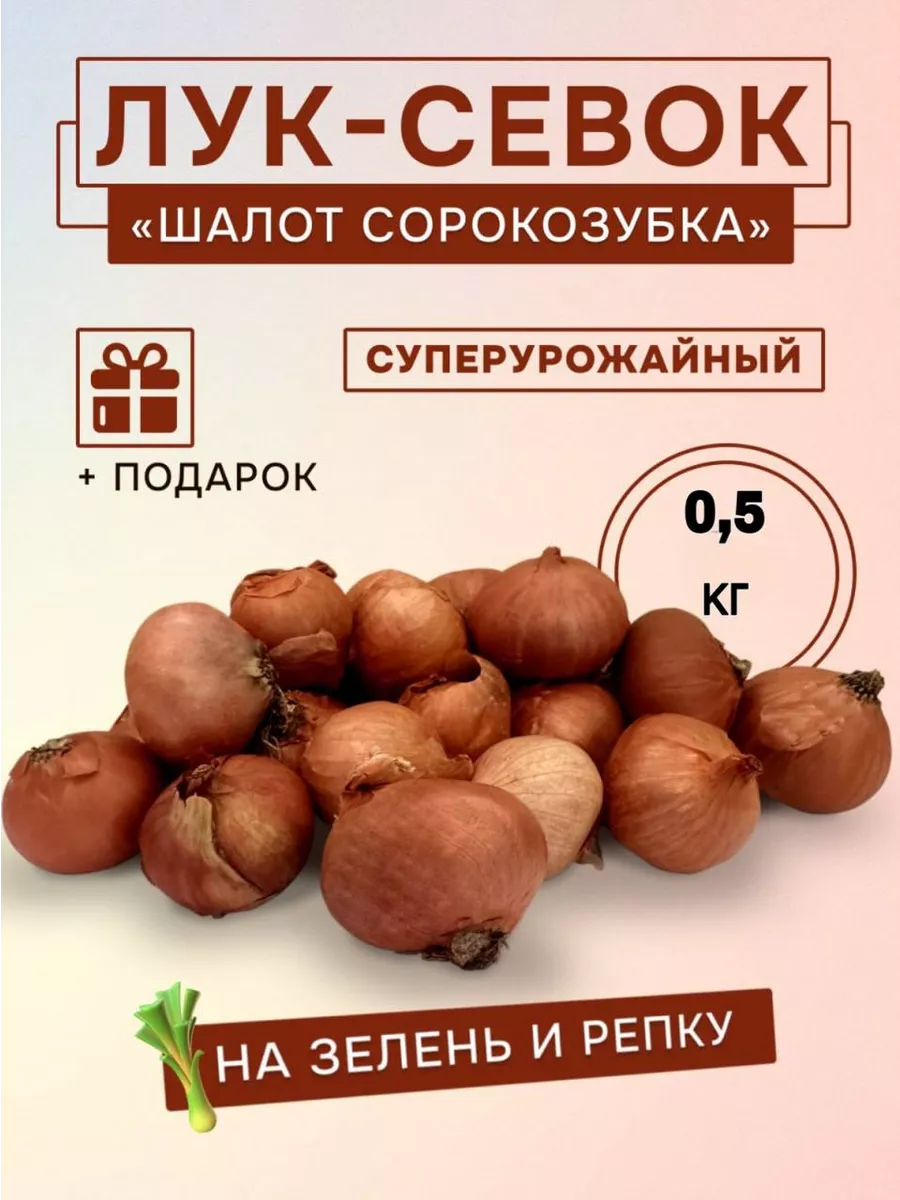 Лук севок Шалот на посадку...