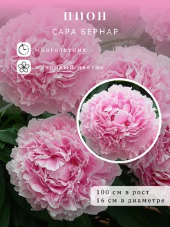 Пион саженец САРА БЕРНАР Пион - Королевский Сад 221769311 купить за 700 ₽ в интернет-магазине Wildberries