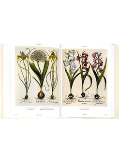 Basilius Besler. Florilegium. The Book of Plants Taschen 221804226