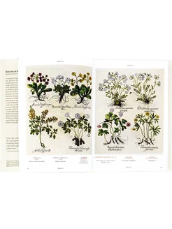 Basilius Besler. Florilegium. The Book of Plants Taschen 221804226