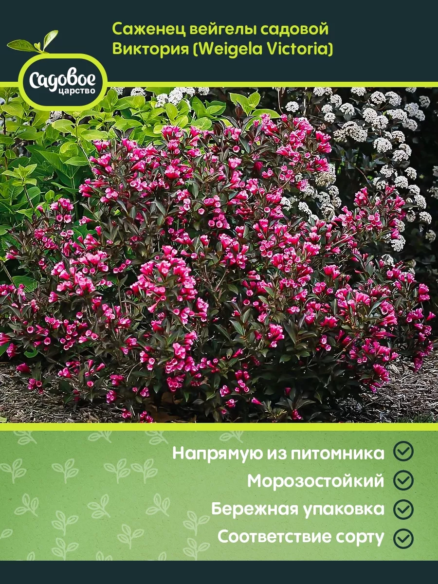 Саженец вейгелы садовой...