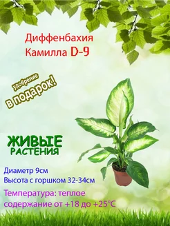 Диффенбахия Камилла D9 Это наш сад 221908124 купить за 994 ₽ в интернет‑магазине Wildberries