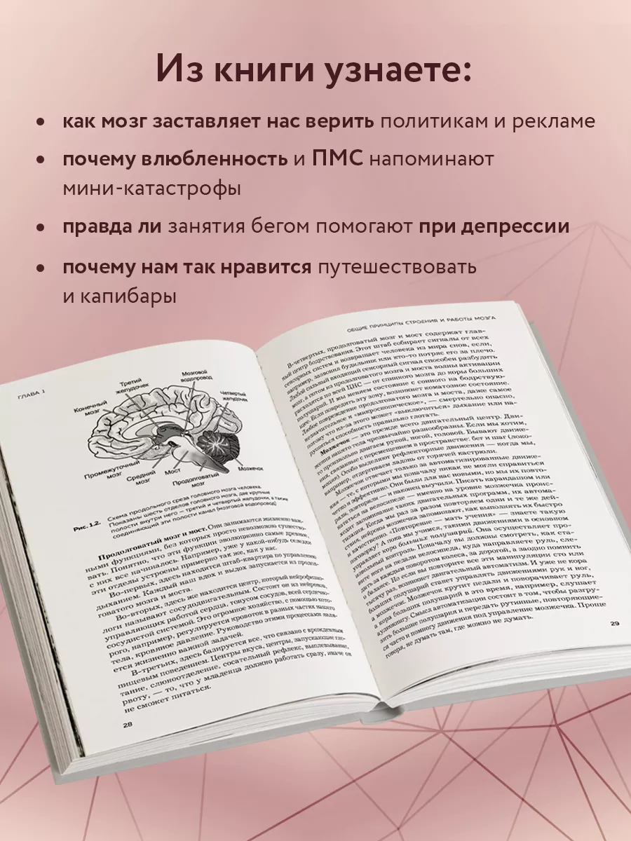 Мозг и его потребности 2.0. От питания до признания Эксмо 221985766 купить  за 776 ₽ в интернет-магазине Wildberries