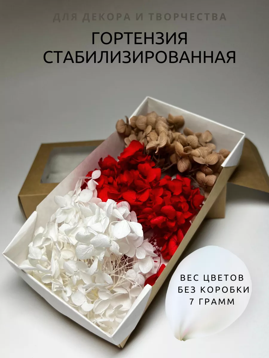 Сухоцвет для декора и творчества стабилизированная гортензия