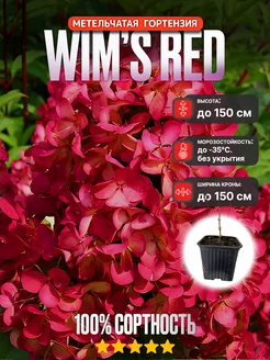 Гортензия метельчатая Wim’s Red 1 год AnnBloom 222053632 купить за 530 ₽ в интернет-магазине Wildberries