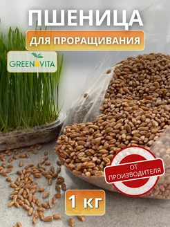 Семена пшеницы для проращивания GREENOVITA 222170352 купить за 157 ₽ в интернет-магазине Wildberries