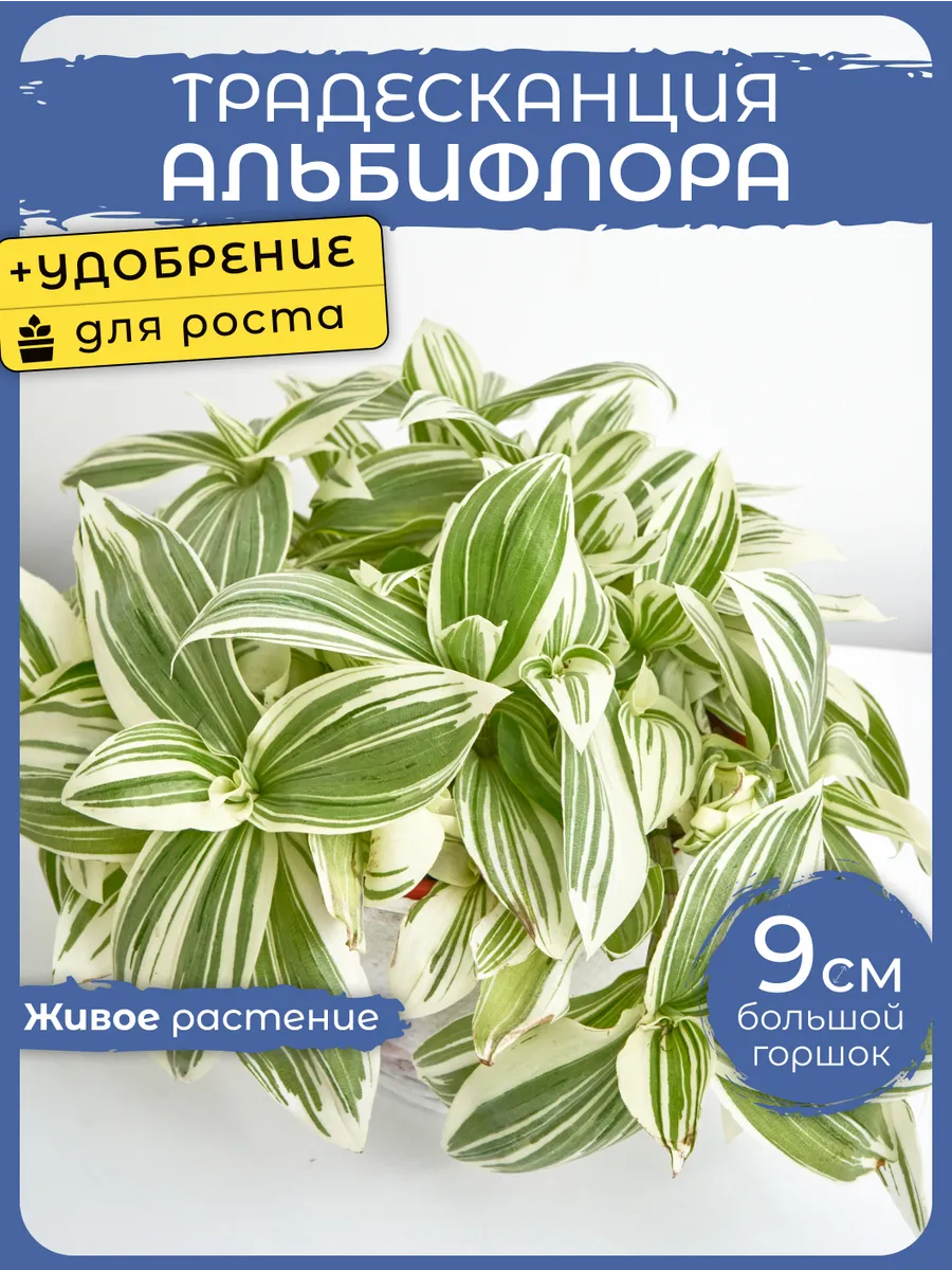 Комнатные живые растения Традесканция Альбифлора г