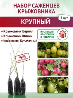 Крыжовник саженцы крупный, 3 шт Питомник растений, роз 222297942 купить за 4 866 ₽ в интернет-магазине Wildberries