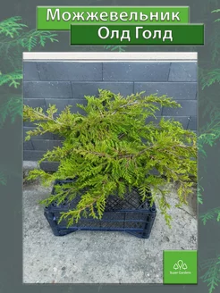 Можжевельник Олд Голд (Juniperus Old Gold) P11 30/40 Super Gardens 222437083 купить за 1 671 ₽ в интернет-магазине Wildberries