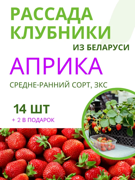 Как выращивать клубнику в горшках: метод, одобренный садоводами