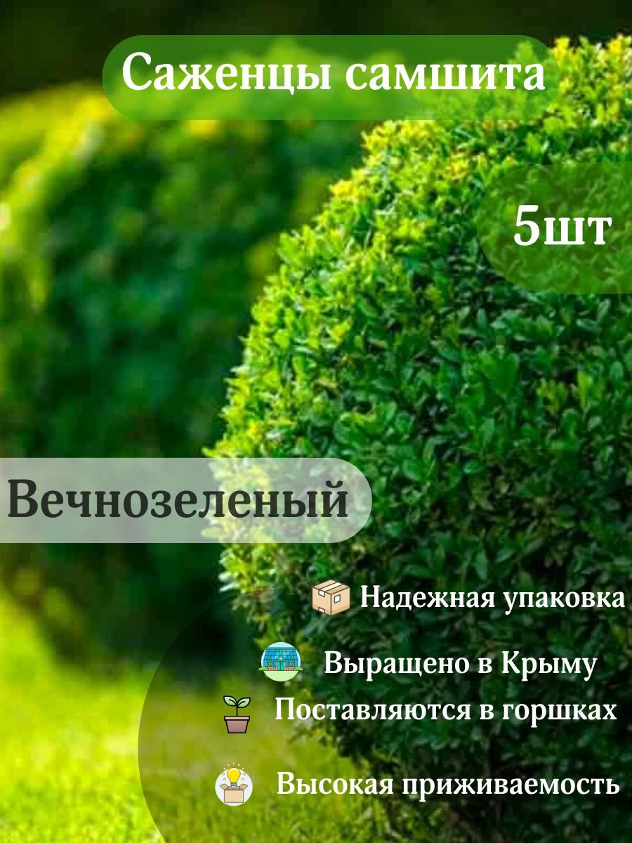 Как ухаживать за саженцами деревьев. Самшит куст. Самшит куст самшита. Сеянец самшит. Самшит вечнозеленый дерево.