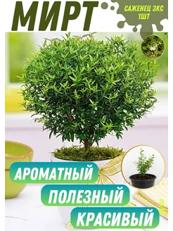 Саженец мирта Yard&Garden 222577690 купить за 987 ₽ в интернет-магазине Wildberries