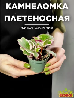 Саксифрага, Камнеломка Плетеносная Вариегатная D6см Exotica 222628815 купить за 770 ₽ в интернет-магазине Wildberries