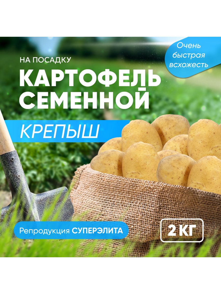 Картошка крепыш