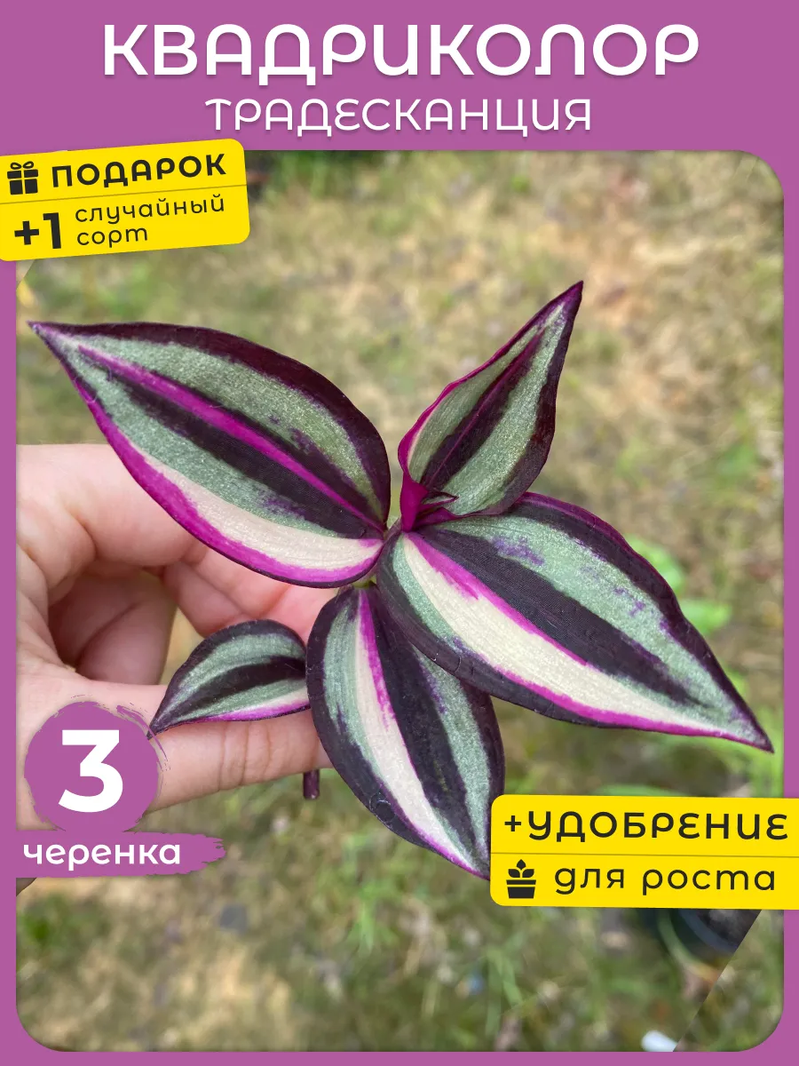 Комнатные растения живые Традесканция Квадриколор 3ч
