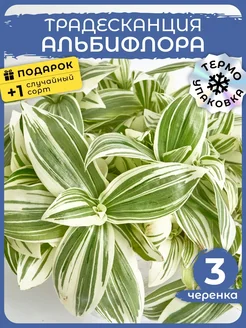 Живой цветок Традесканция Альбифлора черенки 3шт Сад Натали 222718839 купить за 357 ₽ в интернет-магазине Wildberries