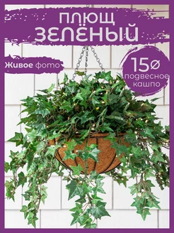 Плющ Зелёный Сад Натали 222730853 купить за 784 ₽ в интернет-магазине Wildberries