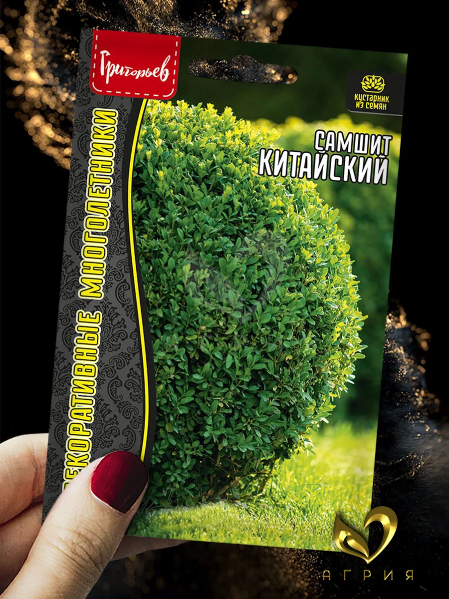 Семена Самшит Китайский