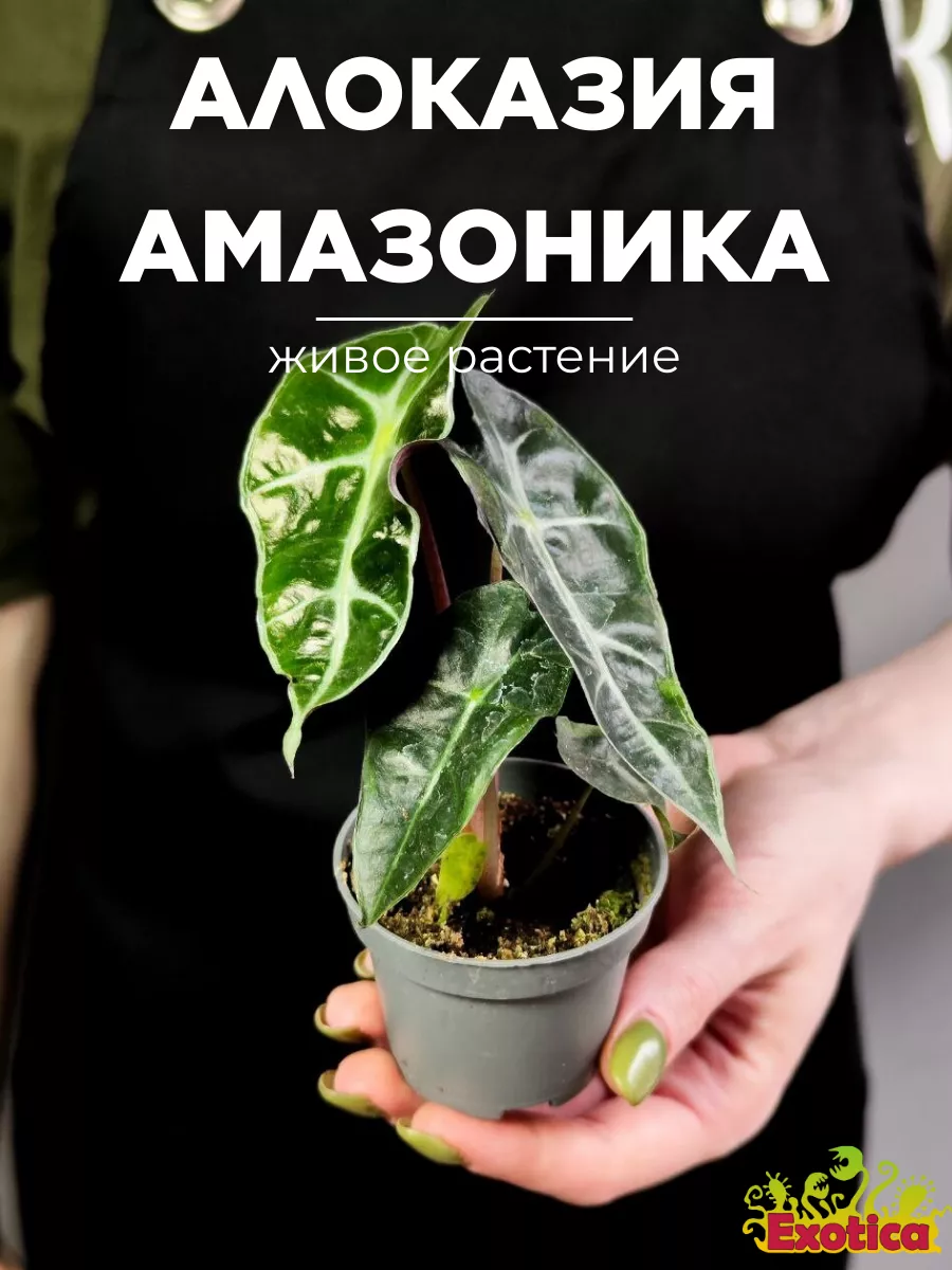 Алоказия Амазоника Дворф (Alocasia Amazonica Dwarf) D6см Exotica 222883765  купить за 872 ₽ в интернет-магазине Wildberries