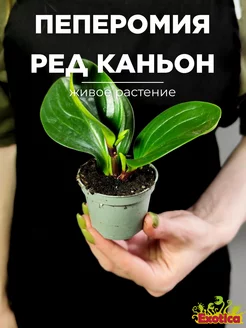 Пеперомия Ред Каньон (Peperomia Red Canyon) D5см Exotica 222887524 купить за 693 ₽ в интернет-магазине Wildberries