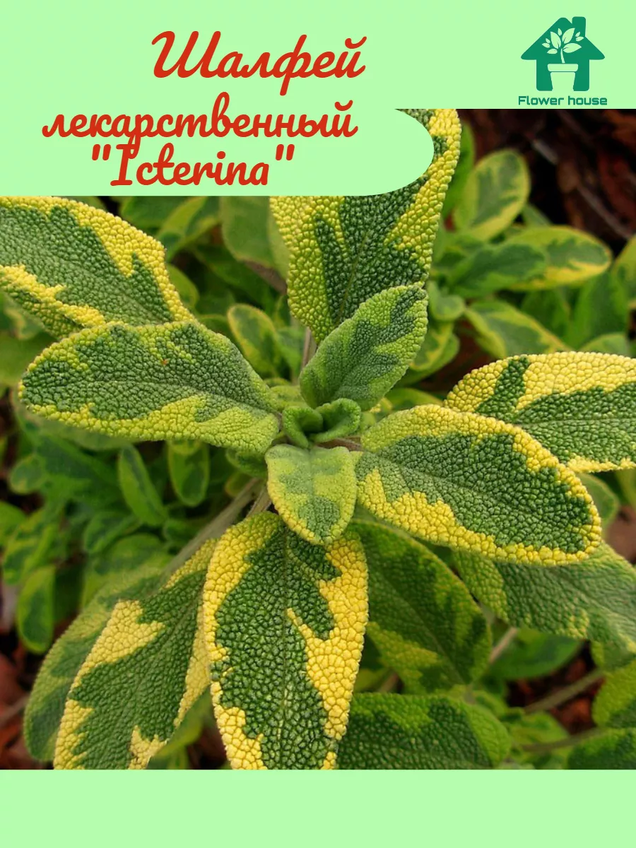 Шалфей лекарственный...