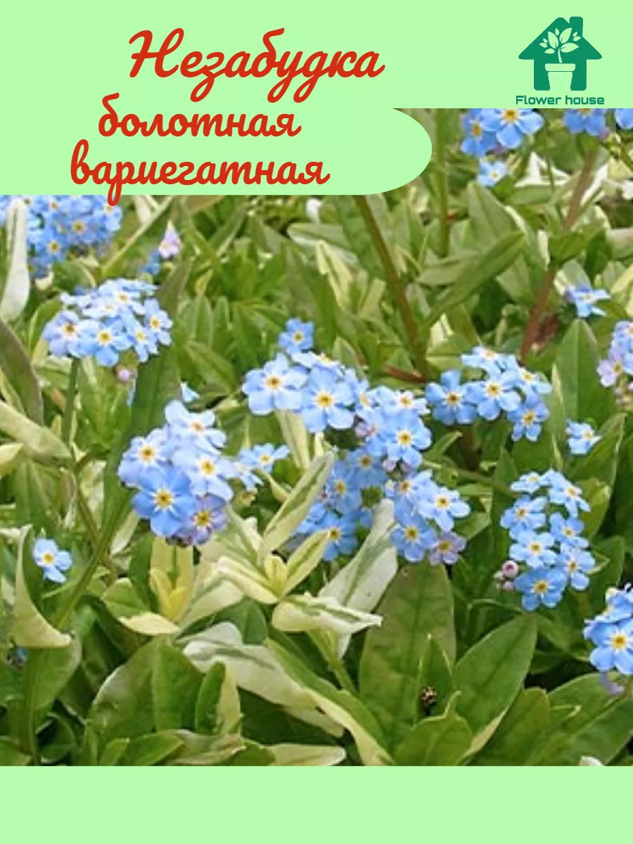 Незабудка болотная вариегатная Flower House 222994999 купить в  интернет-магазине Wildberries