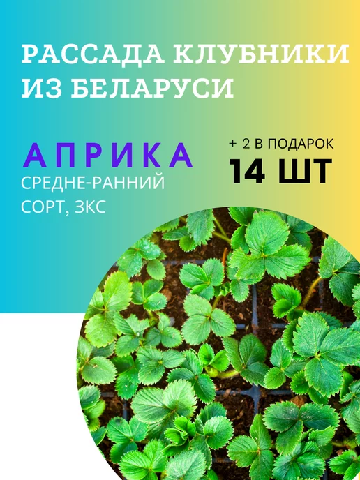 Подготовка почвы для ягодных растений