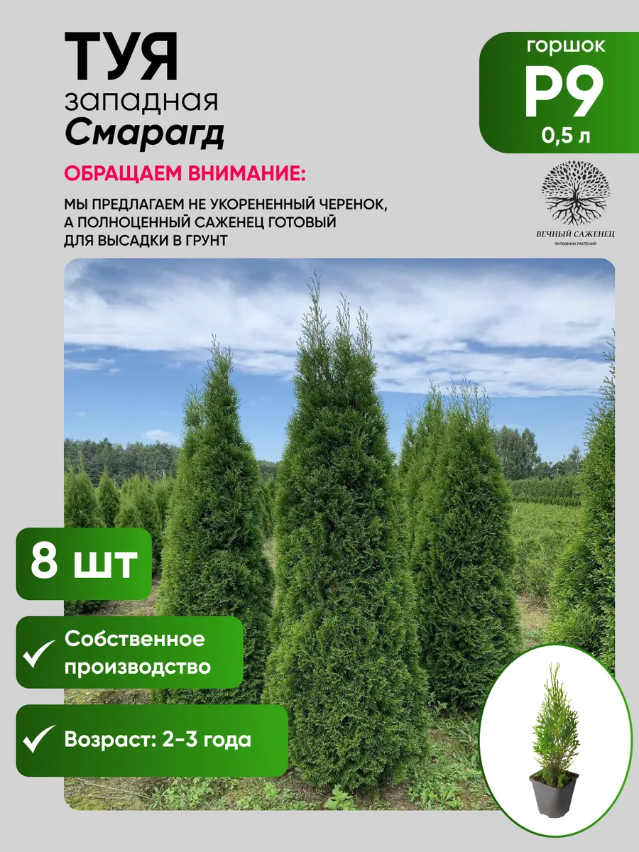 Туя западная...