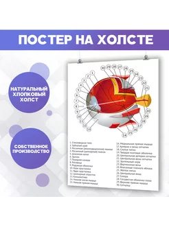 Постер анатомия, строение глаза офтальмология зрение 1 30х40