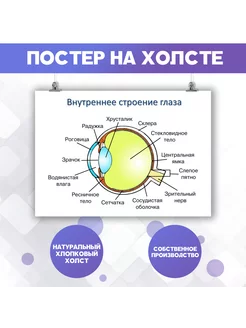 Постер анатомия, строение глаза офтальмология зрение 2 40х60