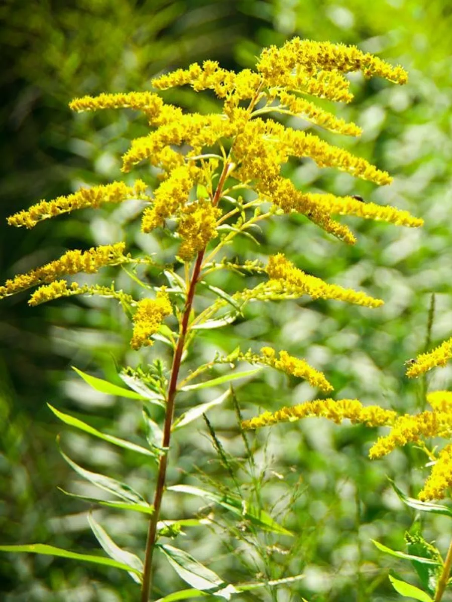 Золотарник канадский. Золотарник канадский. Золотарник для здоровья. Золотарник солидаго. ).
