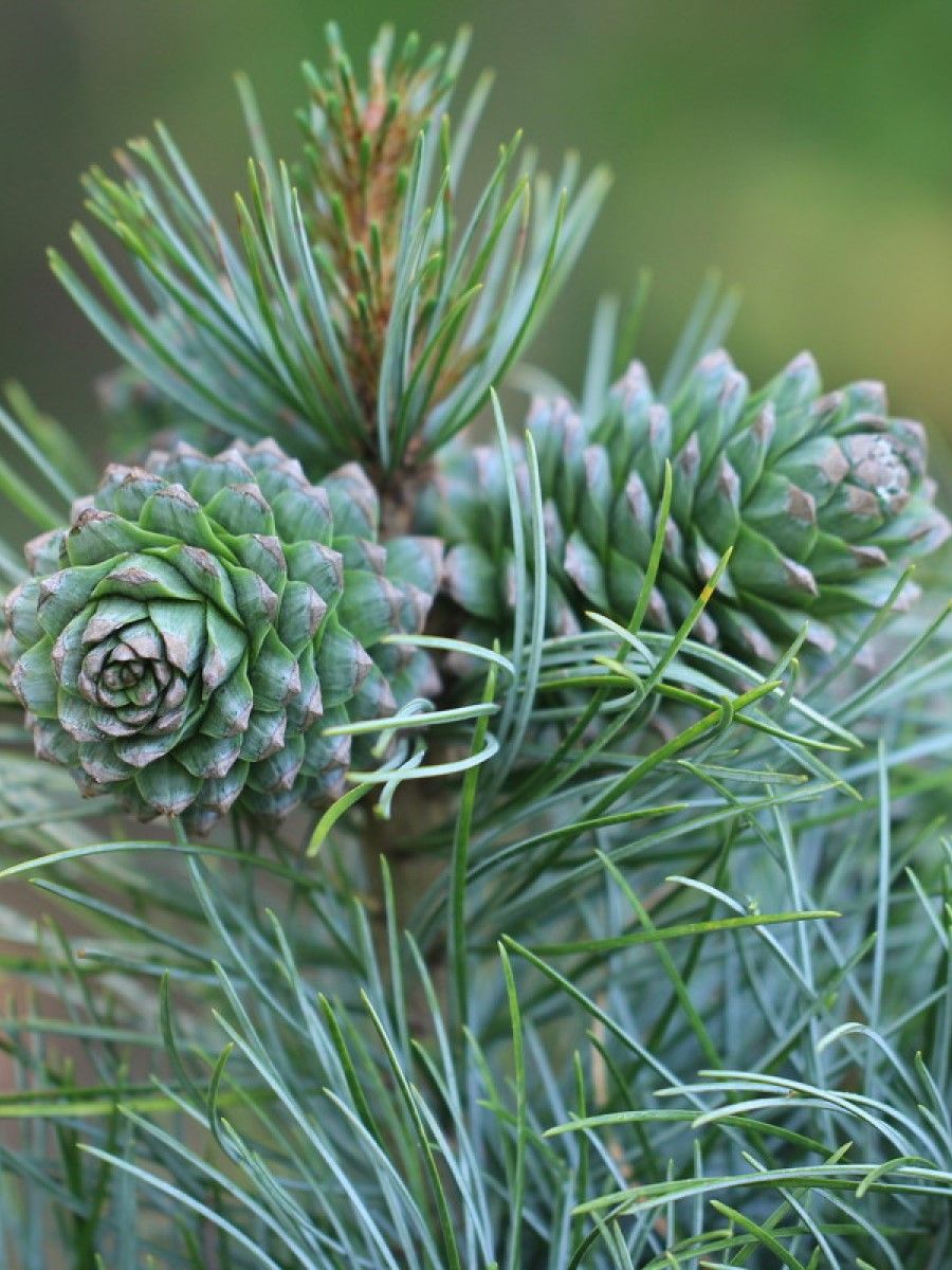 Сосна корейская описание. Кедр корейский Pinus koraiensis. Кедр корейский (сосна Кедровая корейская). Сосна Кедровая корейская шишки. Кедр маньчжурский.