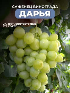 Саженцы Виноград Дарья Основа Сада 223321413 купить за 486 ₽ в интернет-магазине Wildberries