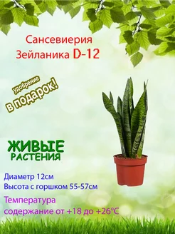 Сансевиерия зейланика (Sansevieria) D12 живое растение Это наш сад 223503352 купить за 2 091 ₽ в интернет-магазине Wildberries