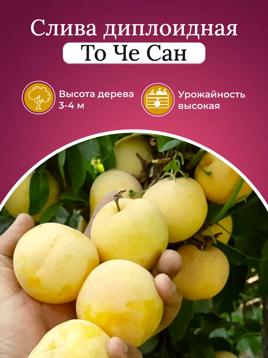 Слива То Че Сан Где Купить