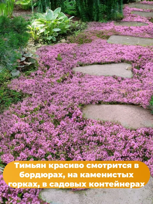 Агрофирма АЭЛИТА Тимьян ползучий многолетний семена 2 упаковки, вариант, фото 7