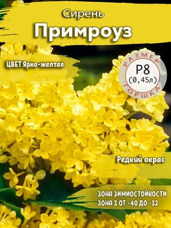 Сирень Примроуз Р8 (0,5л)